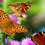 在线手机号压力测试